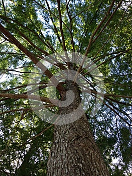 Taxodium Distichum (Bald Cypress) Tree Trunk with Branches - View from Below.