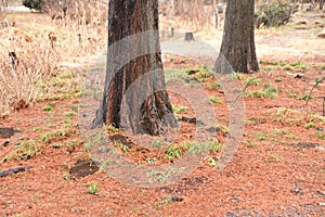 Taxodium distichum Bald cypress in winter.