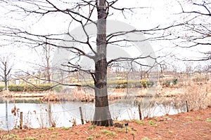 Taxodium distichum Bald cypress in winter.