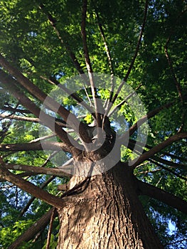 Taxodium Distichum (Bald Ã§ypress) Tree Branches Lit with Bright Sunlight during Sunset.