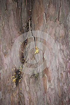 Taxodium distichum bark close up