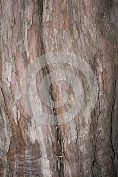 Taxodium distichum bark close up