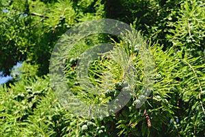 Taxodium distichum cones with green vegetation background