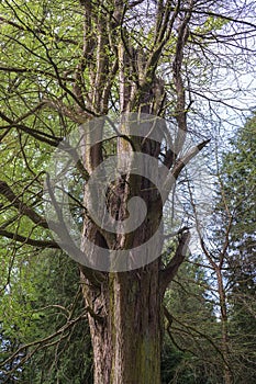 Taxodium distichum cupressus disticha L 1914