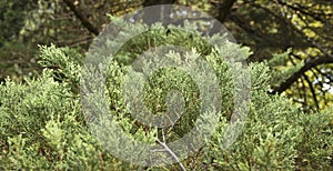 Taxodium distichum is a deciduous coniferous tree of the Cypress family