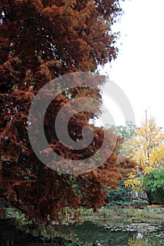 Taxodium distichum L. Rich. tree, colorful autumn in the parks of Zagreb, Croatia, Europe