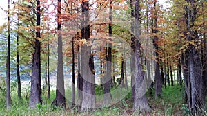 Taxodium distichum photo