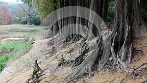 Taxodium distichum root photo