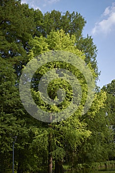 Taxodium distichum tree