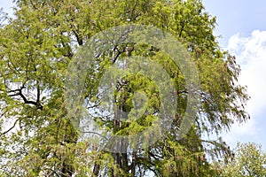 Taxodium distichum tree