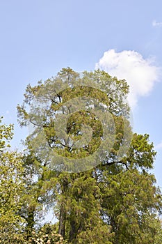 Taxodium distichum tree