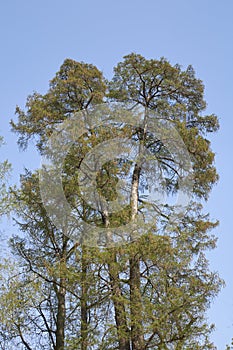 Taxodium distichum tree