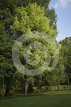 Taxodium distichum tree photo