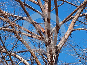 Taxodium distichum with var, imbricatum