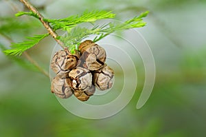 Taxodium distichum  ( Bald Cypress, or Swamp Cypress ) with brown  cones. conifer, nature photo