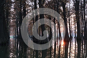 Taxodium forest trees reflection in lake at sunset