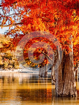 Taxodium with orange needles in water. Autumnal swamp cypresses and lake with reflection