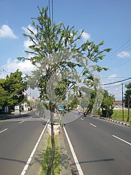 A Taxodium tree that grows on the barrier of Jl. Lt. Sucipto Tuban, East Java. photo