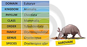 Taxonomic ranks-aardvark