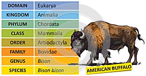 Taxonomic ranks-american bison
