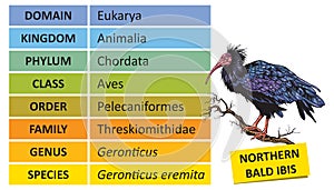 Taxonomic ranks-bald ibis