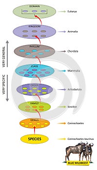 Taxonomic ranks-diagram