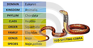 Taxonomic ranks-red spitting cobra photo