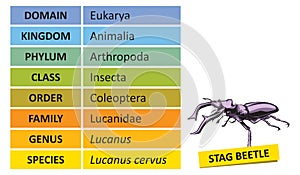 Taxonomic ranks-Stag beetle