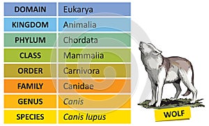 Taxonomic ranks-wolf