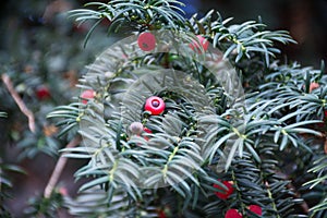 Taxus baccata