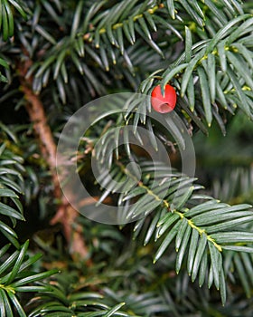 Taxus baccata with berry in autumn