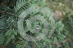 Taxus baccata close up