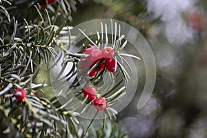 Taxus baccata common european yews tree shrub branches with green leaves needles and red berry like cones with seeds