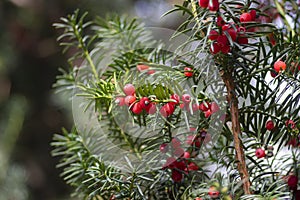 Taxus baccata common european yews tree shrub branches with green leaves needles and red berry like cones with seeds