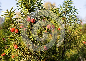 Taxus baccata (European yew)