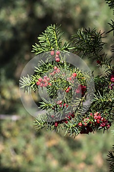 Taxus baccata European yew is conifer shrub with poisonous and bitter red ripened berry fruits, green needles