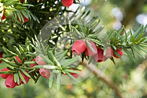 Taxus baccata European yew is conifer shrub with poisonous and bitter red ripened berry fruits