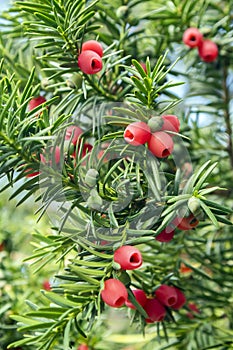 Taxus baccata European yew is conifer shrub with poisonous and bitter red ripened berry fruits photo