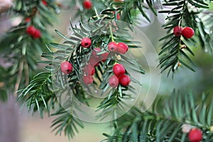 Taxus baccata, european yew. Conifer shrub with poisonous red berry.