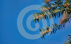 Taxus baccata or european yew with dark green foliage and male flowers growing against a clear blue sky background with