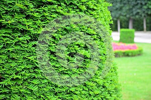 Taxus baccata, European yew hedge background. Yew Hedging. Pruning Yew Hedges photo