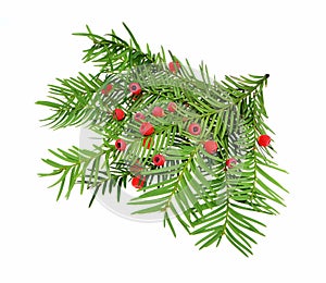 Taxus baccata known as yew, English yew or European yew. Isolated