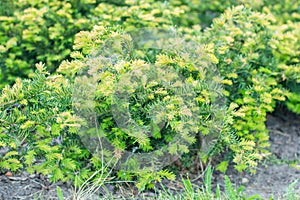 Taxus baccata Repandens.