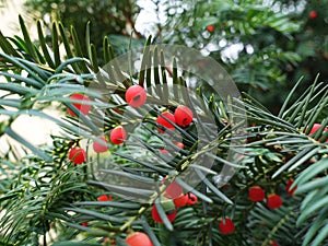 Taxus baccata with ripe cones photo