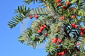 Taxus baccata ripe mature red cones on tree branch against clear blue sky