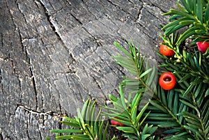 Taxus baccata with ripe red berries on wooden background