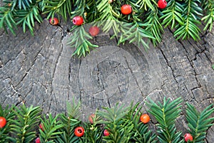 Taxus baccata with ripe red berries on wooden background