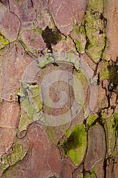 Taxus baccata tree bark