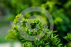 Taxus baccata Yaw tree bush in the garden