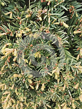 A taxus genus taxus from family taxacaeae photo